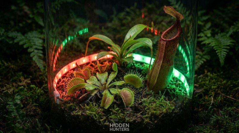 小马拉大车植物视频-食虫植物微距视频拍摄